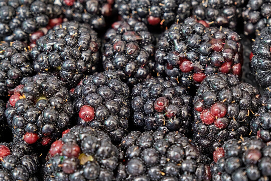 Brombeeren ( Rubus sect. Rubus ).