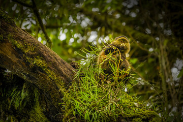 Wild and very rare golden monkey ( Cercopithecus kandti) in the rainforest. Unique and endangered animal close up in nature habitat.