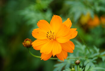 A beautiful Cosmos Sulphureus, a tall orange flower