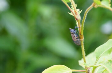 A spotted lanternfly on a plant