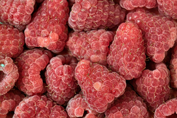 Himbeeren ( Rubus idaeus ).