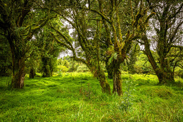 Mgahinga Gorilla National Park from Kisoro in colorful early morning. Kisoro District, Uganda, Africa.