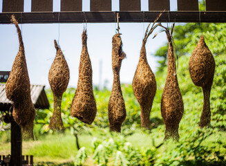 Soft focus bird nests hanging from balcony or porch, blurred natural background. The decorative hanging bird house for house or coffee shop to makes a feeling of summer decoration at countryside.