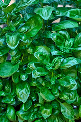 Basilikum ( Ocimum basilicum ).