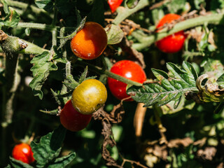 cherry tomatoes ready to be harvested