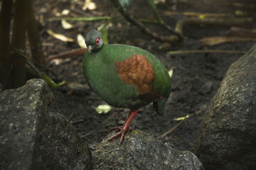 Roul-roul (crested partridge)