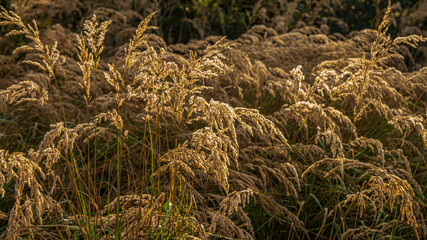 Strohgelbe Gräser in Schleswig-Holstein