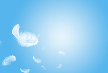 Soft light fluffy a white feathers floating in the sky. Feather abstract freedom concept. 
