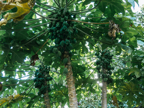 chamburo plant, chigualcan, scent papaya, papayuela, Latin American species