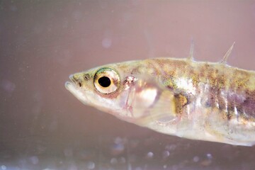 Stickleback Fish