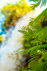 green leaves in the forest around a waterfall