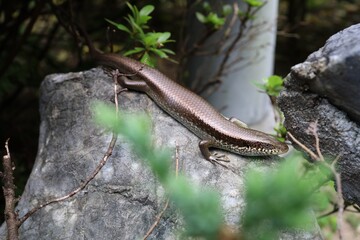 lizard on a rock stone garden nature closeup