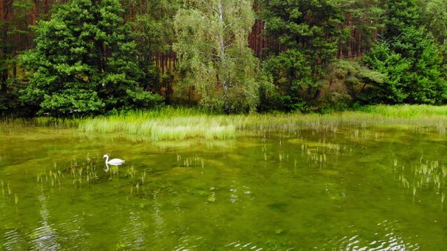 White Swan Swimming On The Pond With Crystal Clear Water In Pradzonka, Bytow County, Poland - panning shot