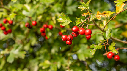 rote Vogelbeeren im Herbst mit Schärfeverlauf
