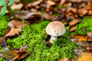 Panteramaniet  mushroom in the fall. On the Huys te Warmont estate in the South-Holland village of Warmond in the Netherlands.