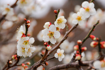 梅の花