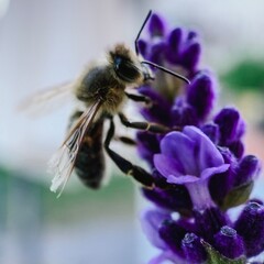 Garten-Impression
