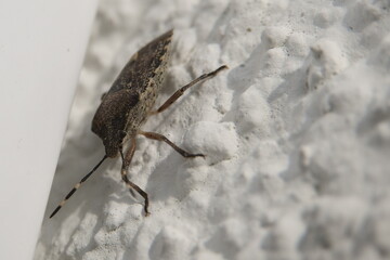 brauner Käfer / brown beetle