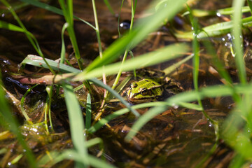 Frosch oder Teichfrosch schaut aus dem Wasser eines Teiches