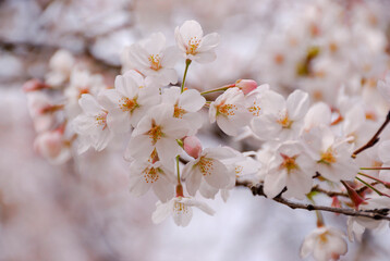 桜