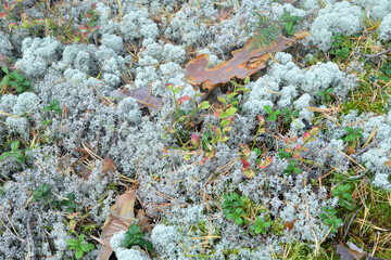 Moss and cranberry bushes, it can be used as a background.