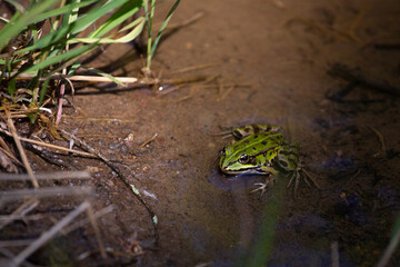 Grüner Teichfrosch oder Wasserfrosch schaut aus dem Wasser