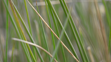Autumnal moorland grasses with intentionally de-focused, bokeh backgrounds