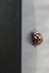 Marienkäfer / Ladybug