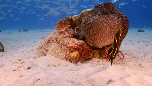 Octopus in shallow water of coral reef in Caribbean Sea / Curacao with French Angelfish, coral and big sponge