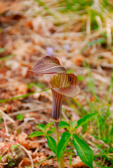 ミミガタテンナンショウ