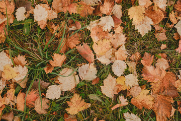 autumn leaves in the forest.  background from autumn leaves. leaves on green grass.