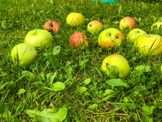 apples of different colors lie on green fresh grass. fruits of green, red color fell from the tree. apple orchard, vegetarianism, healthy eating. good habits instead of bad ones