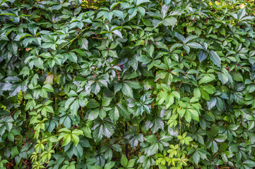 Background of thick green leaves on the fence, eco wall, horizontal orientation