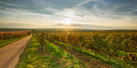Fototapeta na wymiar Beautiful view of autumn vineyards at sunset