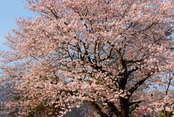 桜
