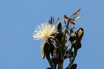 Um galho com flor branca do cerrado com fundo azul ao fundo.