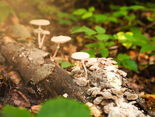Small forest mushrooms in its natural habitat. Sunny autumn day. Close-up.