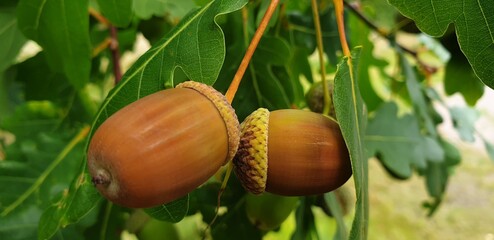 acorn on green grass