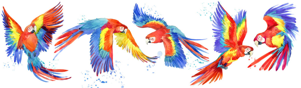Ara parrots birds watercolor set. tropical wildlife