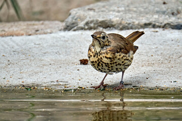 Singdrossel ( Turdus philomelos ).