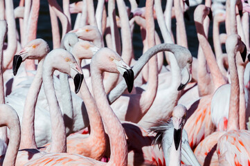 Obraz premium Flamands rose