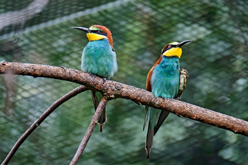 Bienenfresser ( Merops apiaster ).