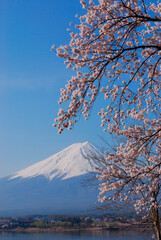 富士と桜