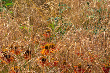beautiful, natural, gold and green,orange plants,ears and flowers in the field, in the garden,garden near the village