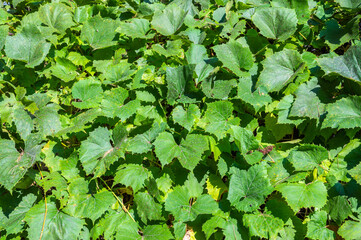 Background of green large wild grape leaves, horizontal orientation