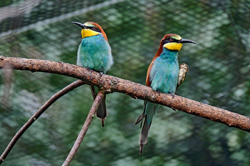 Bienenfresser ( Merops apiaster ).