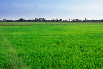 Thailand, Beautiful green rice fields for background.