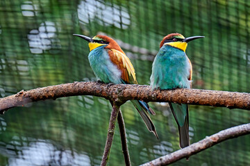 Bienenfresser ( Merops apiaster ).