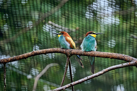 Bienenfresser ( Merops apiaster ).