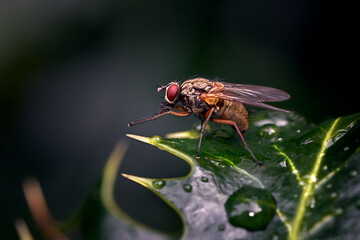 Fly